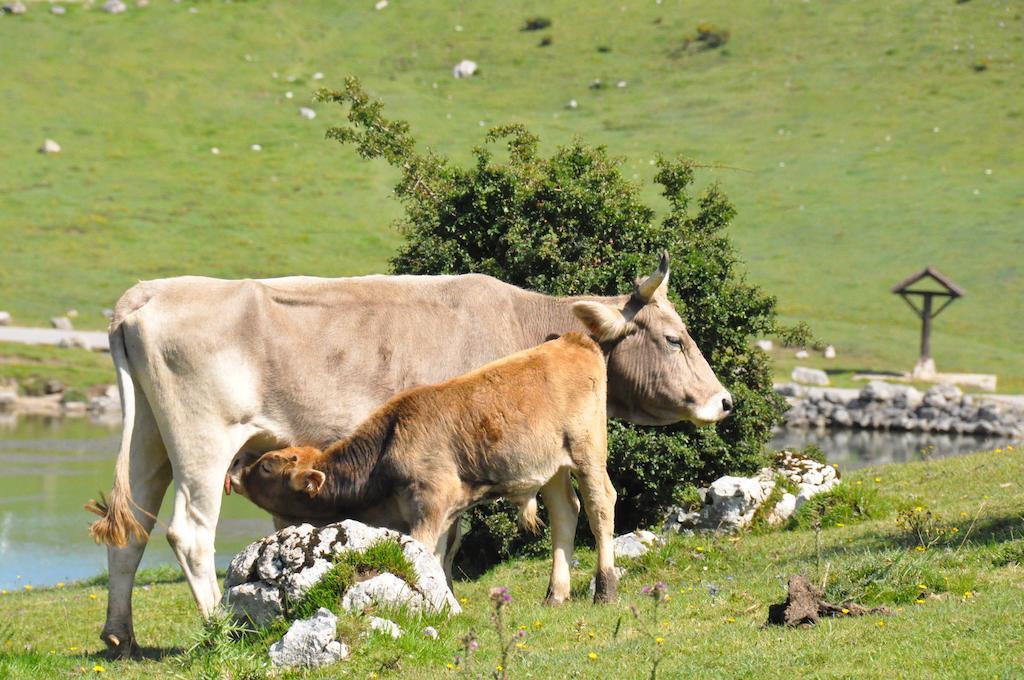 Casa Rural La Riba Sames Eksteriør billede