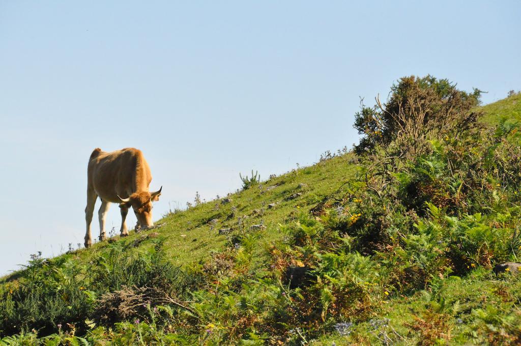 Casa Rural La Riba Sames Eksteriør billede
